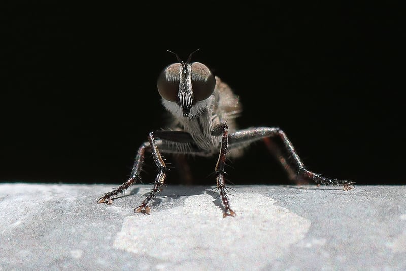 Macro Photography Project